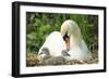 Mute Swan Mother and Cygnets on Nest-null-Framed Photographic Print