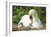 Mute Swan Mother and Cygnets on Nest-null-Framed Photographic Print