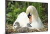 Mute Swan Mother and Cygnets on Nest-null-Mounted Photographic Print