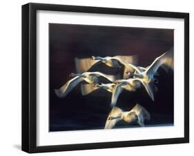 Mute swan, Munich, Germany-Frank Krahmer-Framed Giclee Print