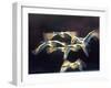 Mute swan, Munich, Germany-Frank Krahmer-Framed Giclee Print