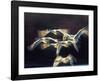 Mute swan, Munich, Germany-Frank Krahmer-Framed Giclee Print