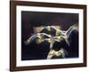 Mute swan, Munich, Germany-Frank Krahmer-Framed Giclee Print