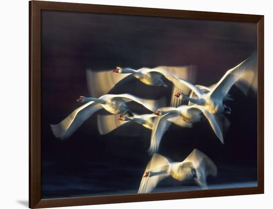 Mute swan, Munich, Germany-Frank Krahmer-Framed Giclee Print