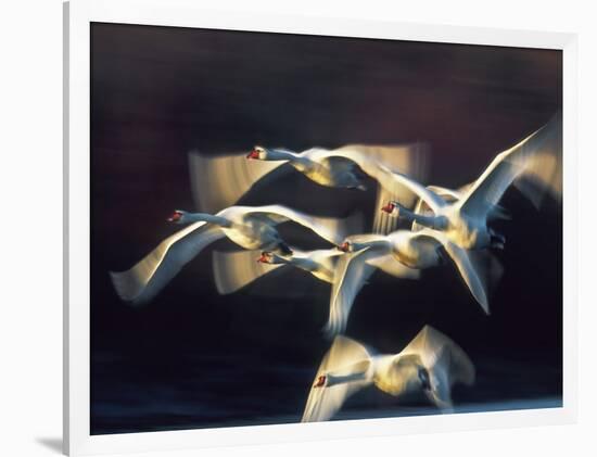Mute swan, Munich, Germany-Frank Krahmer-Framed Giclee Print