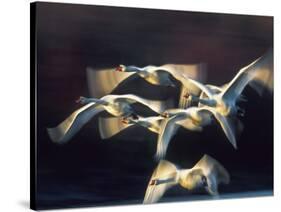 Mute swan, Munich, Germany-Frank Krahmer-Stretched Canvas