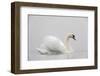 Mute swan on a misty morning, with wings raised up in aggressive stance, the Netherlands-David Pattyn-Framed Photographic Print