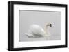Mute swan on a misty morning, with wings raised up in aggressive stance, the Netherlands-David Pattyn-Framed Photographic Print