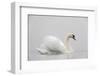 Mute swan on a misty morning, with wings raised up in aggressive stance, the Netherlands-David Pattyn-Framed Photographic Print