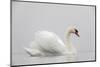 Mute swan on a misty morning, with wings raised up in aggressive stance, the Netherlands-David Pattyn-Mounted Photographic Print