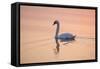 Mute Swan on Calm Water at Sunrise-null-Framed Stretched Canvas