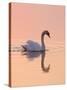Mute Swan on Calm Water at Sunrise-null-Stretched Canvas