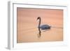 Mute Swan on Calm Water at Sunrise-null-Framed Photographic Print