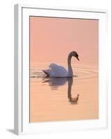 Mute Swan on Calm Water at Sunrise-null-Framed Photographic Print