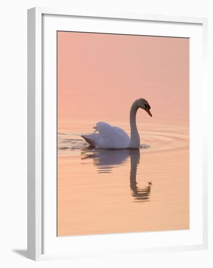 Mute Swan on Calm Water at Sunrise-null-Framed Photographic Print