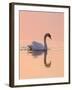 Mute Swan on Calm Water at Sunrise-null-Framed Photographic Print