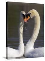 Mute Swan Pair, Courting at Martin Mere Wildfowl and Wetlands Trust Nature Reserve, Lancashire-Steve & Ann Toon-Stretched Canvas