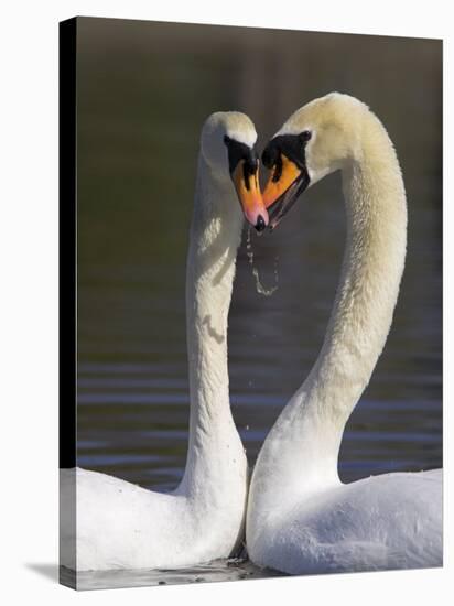 Mute Swan Pair, Courting at Martin Mere Wildfowl and Wetlands Trust Nature Reserve, Lancashire-Steve & Ann Toon-Stretched Canvas