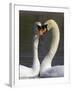 Mute Swan Pair, Courting at Martin Mere Wildfowl and Wetlands Trust Nature Reserve, Lancashire-Steve & Ann Toon-Framed Photographic Print