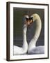 Mute Swan Pair, Courting at Martin Mere Wildfowl and Wetlands Trust Nature Reserve, Lancashire-Steve & Ann Toon-Framed Photographic Print