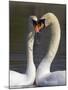 Mute Swan Pair, Courting at Martin Mere Wildfowl and Wetlands Trust Nature Reserve, Lancashire-Steve & Ann Toon-Mounted Photographic Print