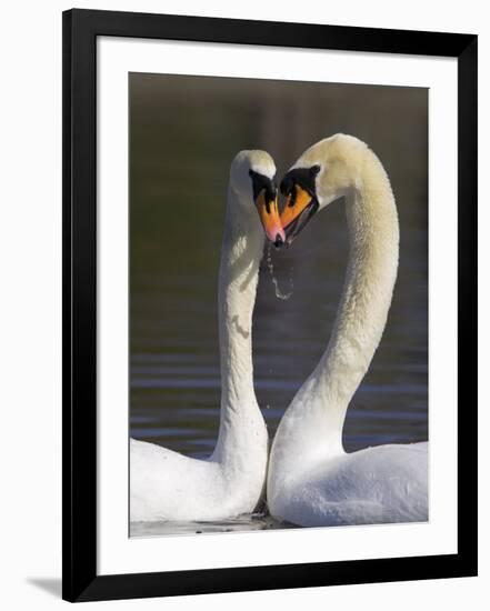 Mute Swan Pair, Courting at Martin Mere Wildfowl and Wetlands Trust Nature Reserve, Lancashire-Steve & Ann Toon-Framed Photographic Print