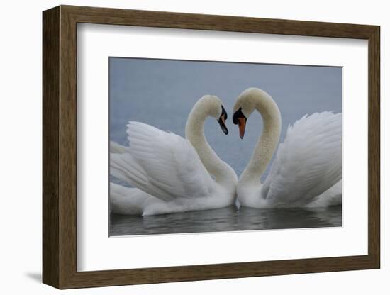 Mute swan pair courting. Walthamstow reservoir, London-Laurent Geslin-Framed Photographic Print