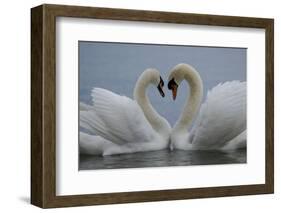 Mute swan pair courting. Walthamstow reservoir, London-Laurent Geslin-Framed Photographic Print