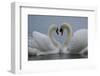 Mute swan pair courting. Walthamstow reservoir, London-Laurent Geslin-Framed Photographic Print