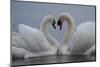 Mute swan pair courting. Walthamstow reservoir, London-Laurent Geslin-Mounted Photographic Print