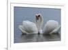 Mute swan pair courting. Walthamstow reservoir, London-Laurent Geslin-Framed Photographic Print