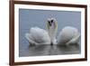 Mute swan pair courting. Walthamstow reservoir, London-Laurent Geslin-Framed Photographic Print