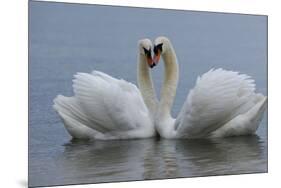 Mute swan pair courting. Walthamstow reservoir, London-Laurent Geslin-Mounted Photographic Print