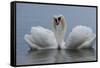 Mute swan pair courting. Walthamstow reservoir, London-Laurent Geslin-Framed Stretched Canvas