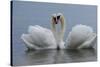 Mute swan pair courting. Walthamstow reservoir, London-Laurent Geslin-Stretched Canvas