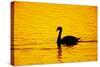 Mute Swan Sunset-null-Stretched Canvas