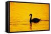 Mute Swan Sunset-null-Framed Stretched Canvas