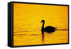 Mute Swan Sunset-null-Framed Stretched Canvas