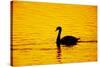 Mute Swan Sunset-null-Stretched Canvas