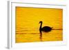 Mute Swan Sunset-null-Framed Photographic Print