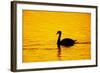 Mute Swan Sunset-null-Framed Photographic Print