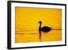 Mute Swan Sunset-null-Framed Photographic Print