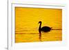 Mute Swan Sunset-null-Framed Photographic Print