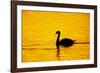 Mute Swan Sunset-null-Framed Photographic Print