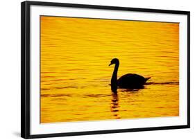 Mute Swan Sunset-null-Framed Photographic Print