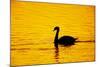 Mute Swan Sunset-null-Mounted Photographic Print