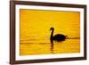 Mute Swan Sunset-null-Framed Photographic Print