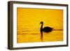 Mute Swan Sunset-null-Framed Photographic Print