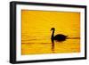 Mute Swan Sunset-null-Framed Photographic Print