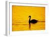 Mute Swan Sunset-null-Framed Photographic Print